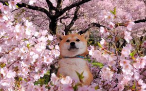 犬　桜